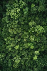 Green Forest with Trees