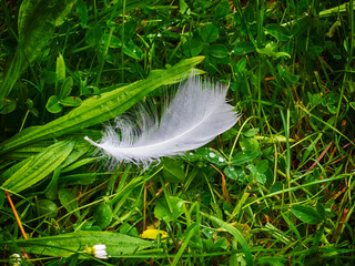 Swan feather in the grass