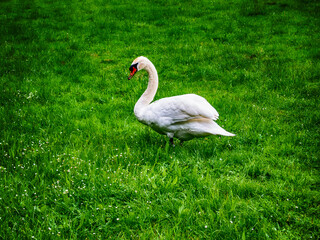 Swan stands in the grass