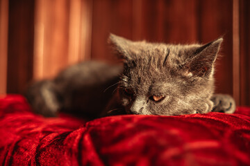 A serene gray kitten sleeps on a worn red ottoman bathed in soft sunlight.