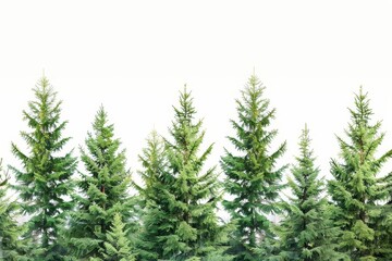 lush evergreen fir trees collage on white background digital painting