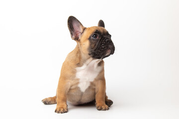 cute funny ginger french bulldog puppy sitting isolated on white background looking at the camera with place for text and copy space. funny animals concept