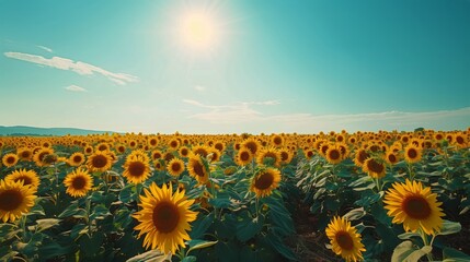 Obraz premium Endless Sunflower Field Under Bright Summer Sun With Clear Blue Sky And Green Leaves Spreading Across Peaceful Countryside