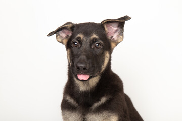 funny portrait of a cute German Shepherd puppy dog showing his tongue and looking at the camera on...