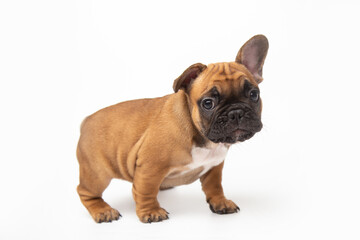 cute funny ginger french bulldog puppy sitting isolated on white background looking at the camera...