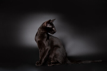 portrait of a cute black oriental cat looking at camera in front of dark black background. kitty studio shot with copy space