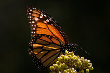 Mariposas monarca