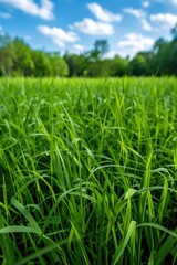Obraz premium Green grass landscape with trees