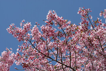 オカメ　桜の花
