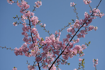 ピンクの桜