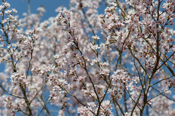 高岡越の彼岸　桜の花