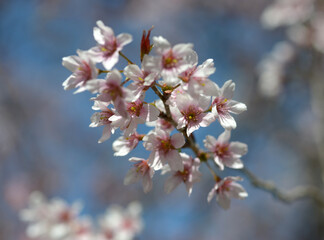 高岡越の彼岸　桜の花
