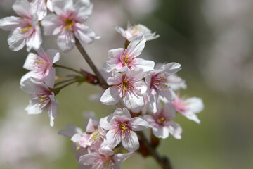 高岡越の彼岸　桜の花