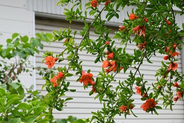Pomegranate flowers. Lythraceae fruit tree. Reddish-vermilion flowers bloom in early summer and the fruit ripens in autumn.