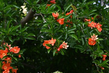 Pomegranate flowers. Lythraceae fruit tree. Reddish-vermilion flowers bloom in early summer and the fruit ripens in autumn.