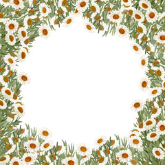 Chamomile round frame in watercolor isolated on white. High quality hand painted wild herb illustration for cards, packages, posters, oil infusions, folk medicine recipes and herbal guides design