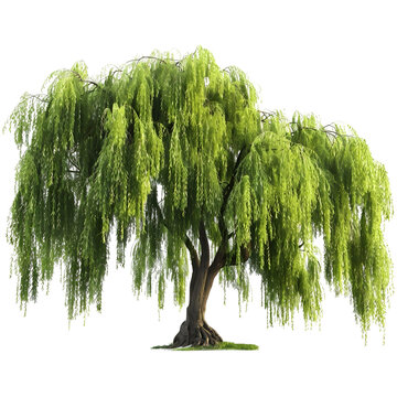 willow tree png image