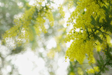 autumn leaves in the forest