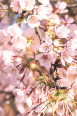 pink cherry blossom