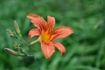 Daylily Flower