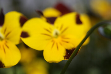 Yellow flowers, yellow pollen, flowers in America, wild flowers, flowers that bloom in summer in America