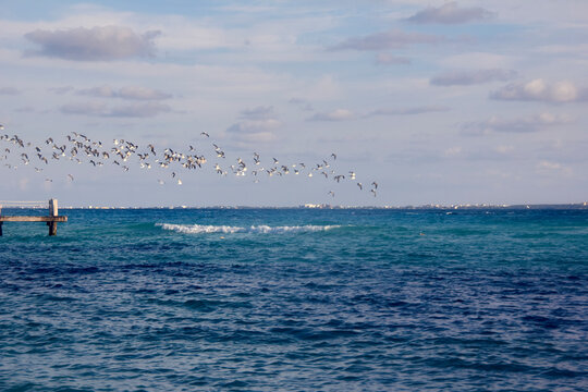 parvada de gaviotas, en mar de canc&uacute;n,  m&eacute;xico