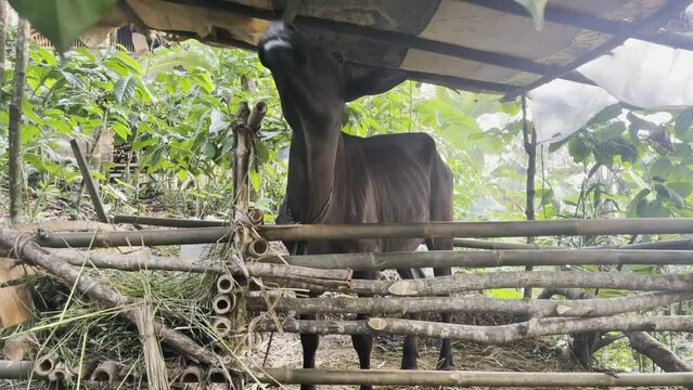 Footage of fat brown cow ready for Qurban