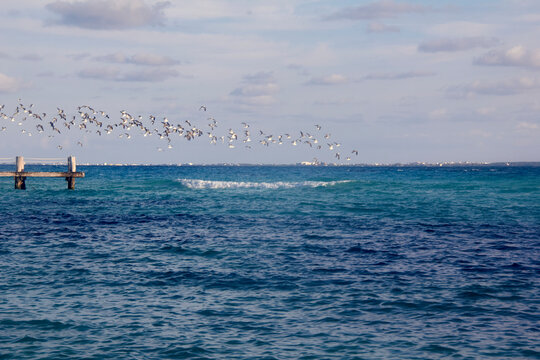 parvada de gaviotas, en mar de canc&uacute;n,  m&eacute;xico