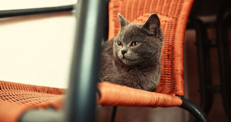 Gray Cat Sitting on an Orange Wicker Chair Indoors