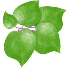 Watercolor Sweet Potato