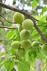 Japanese apricot (Ume) fruits. Ume fruits are harvested around June and are used to make pickled plums (Umeboshi), plum extract, and plum wine, all of which are popular traditional foods in Japan.