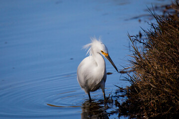 Snowy egret in water by shore