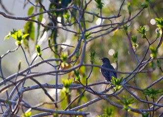 Bird on a branch in the trees