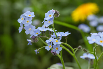 Beautiful forget-me-not flowers growing outdoors. Spring season