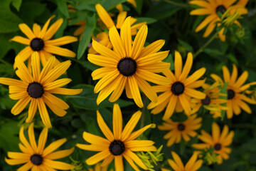 初夏の花壇に咲く花。鮮やかな黄色と黒のコントラストが夏らしい。