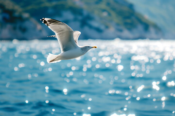 seagull in flight