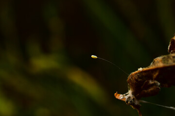 butterfly on a leaf