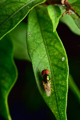 insect