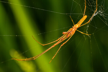 spider on a leaf