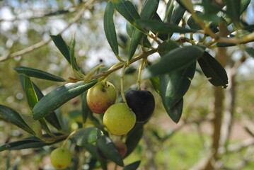 Arbequina olives in different maturation stages on  tree