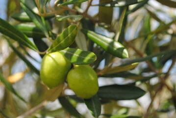Green Picual olives on tree