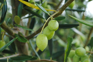 Green koroneiki olives on olive tree