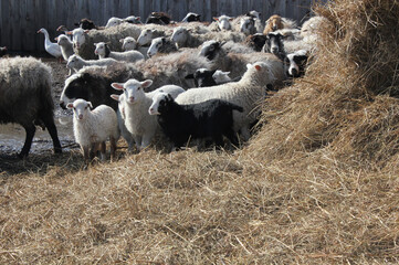 flock of young lambs walking on a farm. High quality photo