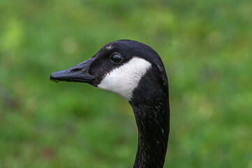 Portrait of a Canada goose.