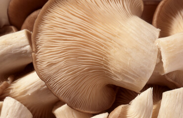 View of a pile of Oyster mushrooms(Pleurotus ostreatus)
