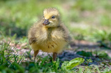 Goslings, or baby Canada geese.