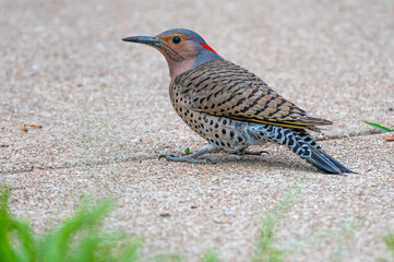 Closeup of a northern flicker.