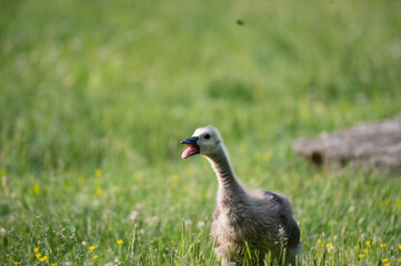 Canada geese.