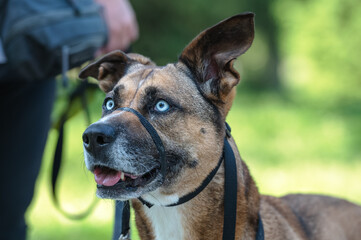 Mixed breed dog.