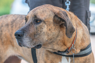 Mixed breed dog.
